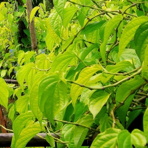 Thực hư đắp lá trầu không trị ho đờm